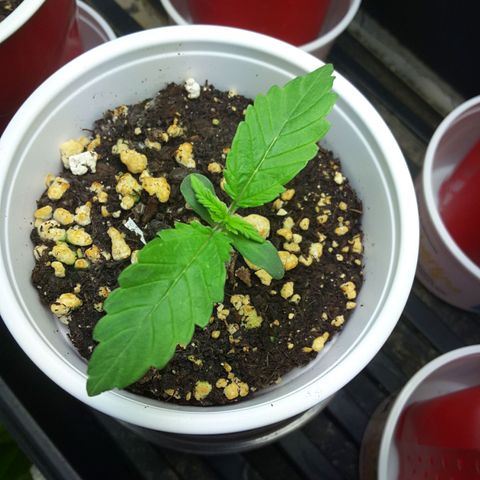 LAC Plant 1 growlog timeline photo