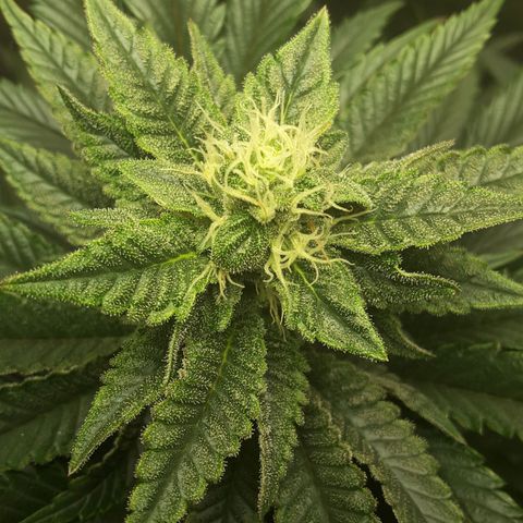 LAC Plant 1 growlog photo: Top bud