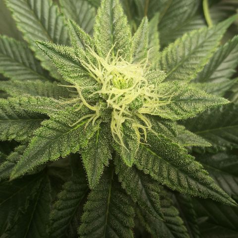 LAC Plant 1 growlog photo: Left bud