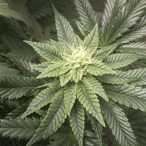 LAC Plant 1 growlog photo: Right bud