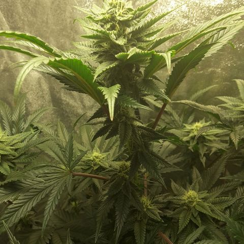 LAC Plant 1 growlog timeline photo