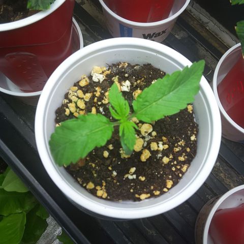 LAC Plant 1 growlog timeline photo
