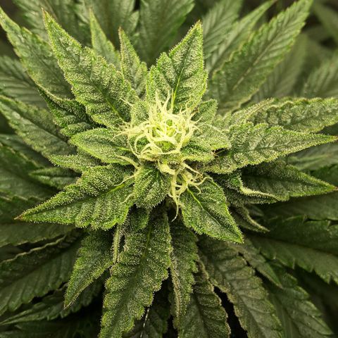 LAC Plant 1 growlog photo: Top bud