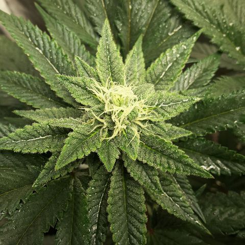 LAC Plant 1 growlog photo: Left bud
