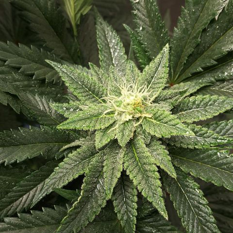 LAC Plant 1 growlog photo: Right bud