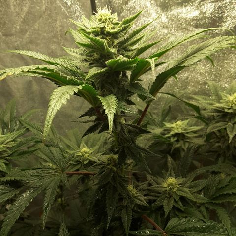 LAC Plant 1 growlog timeline photo