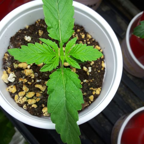 LAC Plant 1 growlog timeline photo