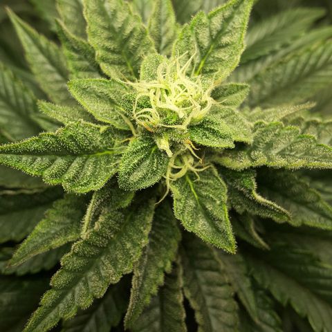 LAC Plant 1 growlog photo: Top bud