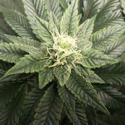 LAC Plant 1 growlog photo: Left bud