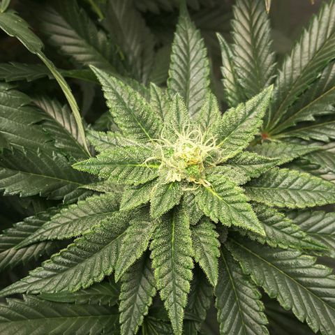 LAC Plant 1 growlog photo: Right bud
