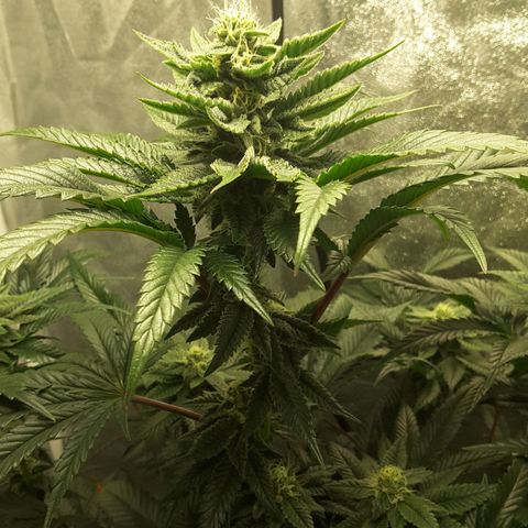 LAC Plant 1 growlog timeline photo
