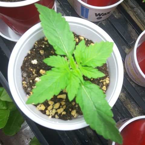 LAC Plant 1 growlog timeline photo