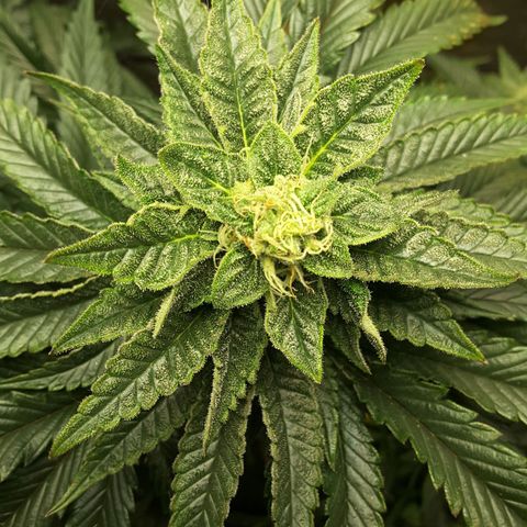 LAC Plant 1 growlog photo: Top bud