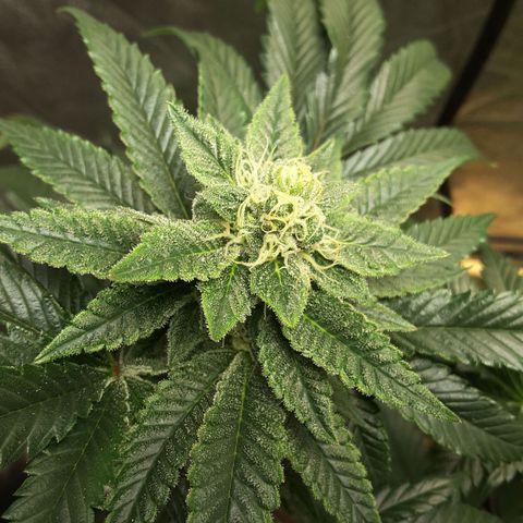 LAC Plant 1 growlog photo: Left after rotate