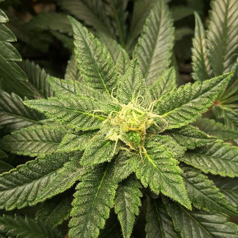 LAC Plant 1 growlog photo: Right after rotate