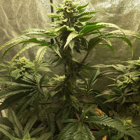 LAC Plant 1 growlog timeline photo
