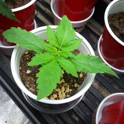 LAC Plant 1 growlog timeline photo