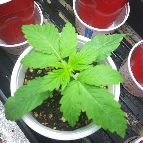 LAC Plant 1 growlog timeline photo