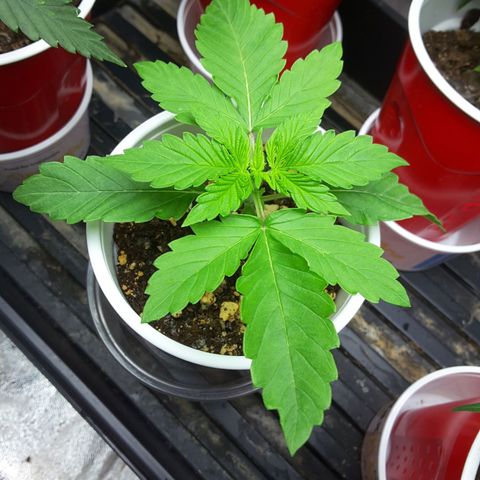 LAC Plant 1 growlog timeline photo