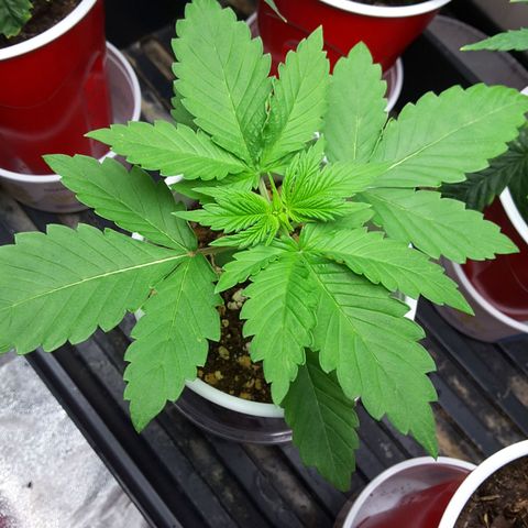 LAC Plant 1 growlog timeline photo