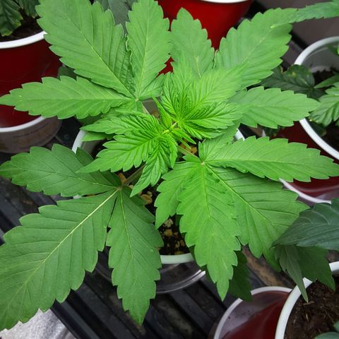 LAC Plant 1 growlog timeline photo
