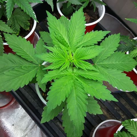 LAC Plant 1 growlog timeline photo