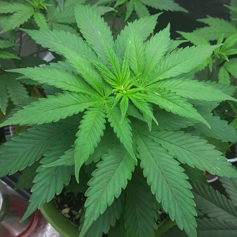 LAC Plant 1 growlog timeline photo