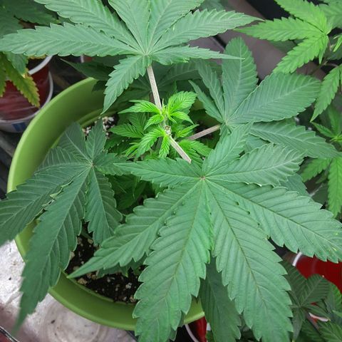 LAC Plant 1 growlog photo: Topped