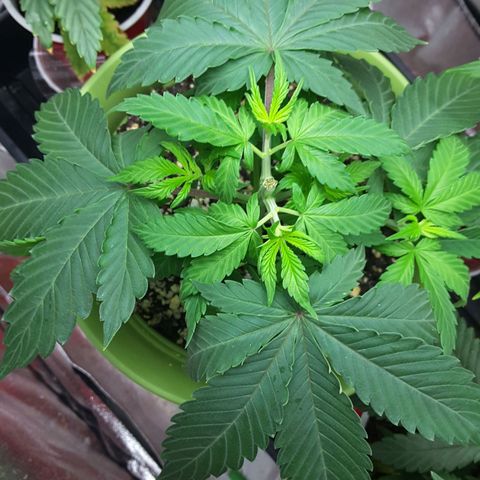 LAC Plant 1 growlog photo: Had to top again.  One side messed up on first top 