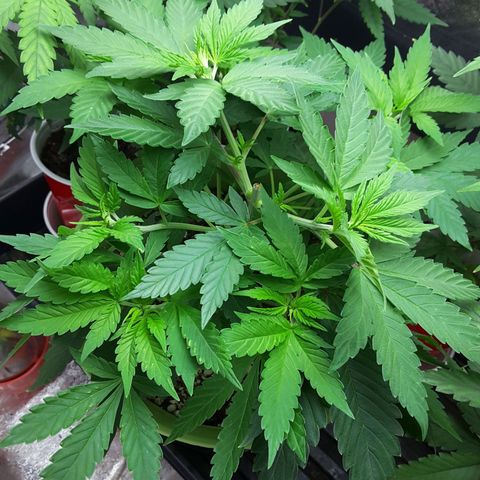 LAC Plant 1 growlog timeline photo