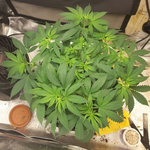 LAC Plant 1 growlog photo: Moved into porch tent