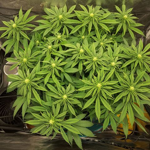 LAC Plant 1 growlog timeline photo