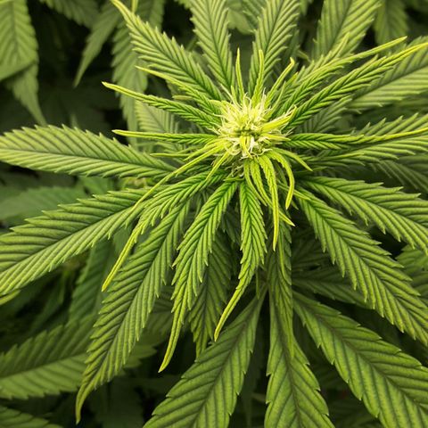 LAC Plant 1 growlog timeline photo