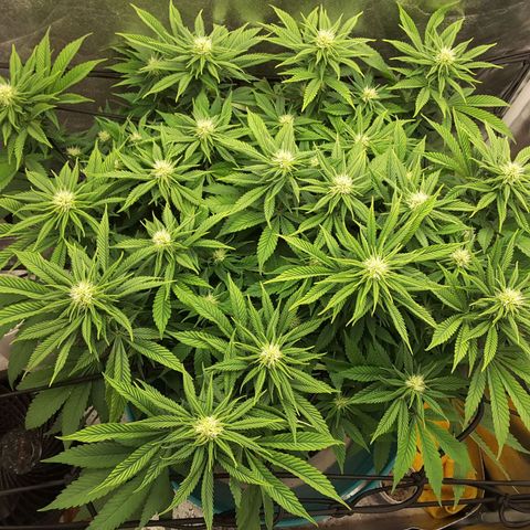 LAC Plant 1 growlog timeline photo
