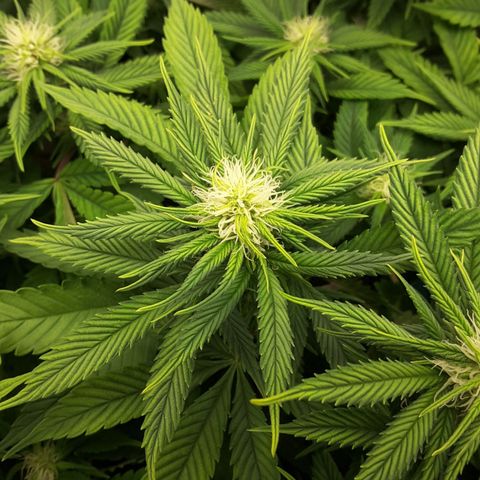 LAC Plant 1 growlog timeline photo