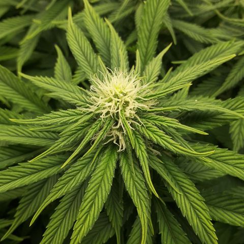 LAC Plant 1 growlog timeline photo
