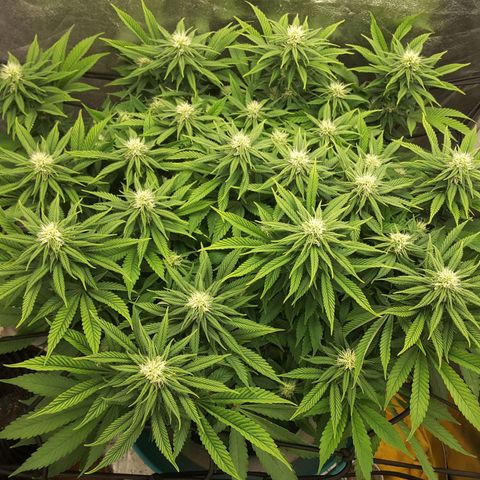 LAC Plant 1 growlog timeline photo
