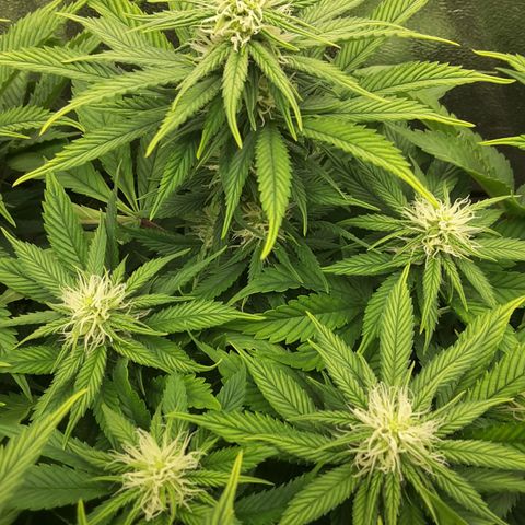 LAC Plant 1 growlog timeline photo