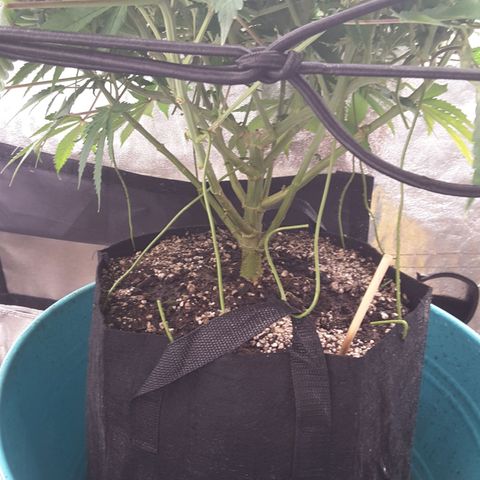 LAC Plant 1 growlog timeline photo