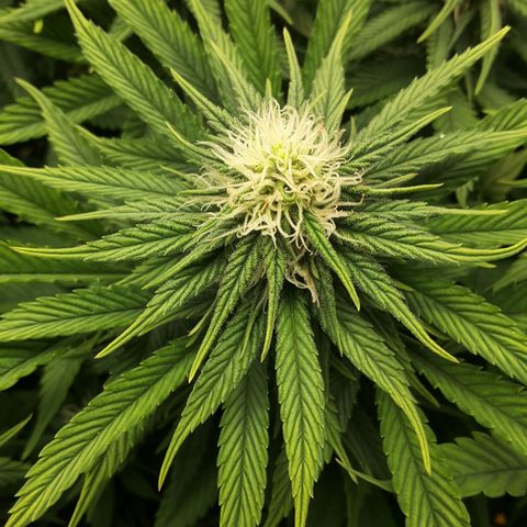 LAC Plant 1 growlog timeline photo
