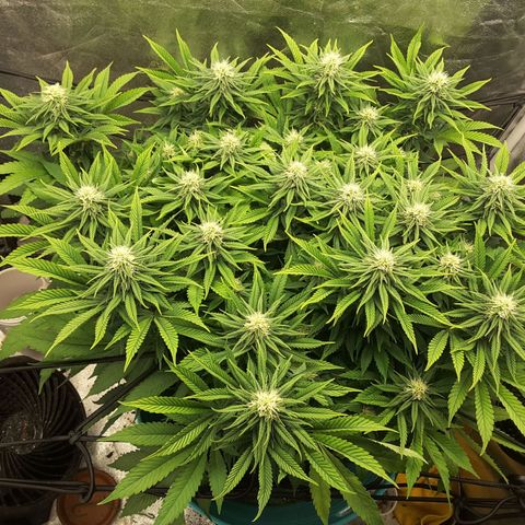 LAC Plant 1 growlog timeline photo