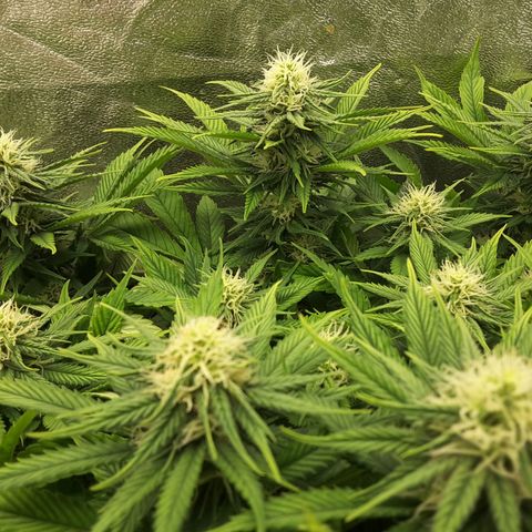 LAC Plant 1 growlog timeline photo
