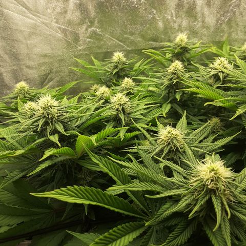 LAC Plant 1 growlog timeline photo