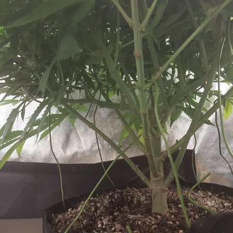 LAC Plant 1 growlog timeline photo