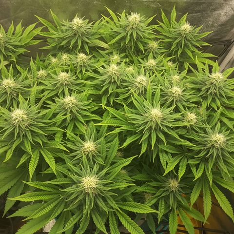 LAC Plant 1 growlog timeline photo