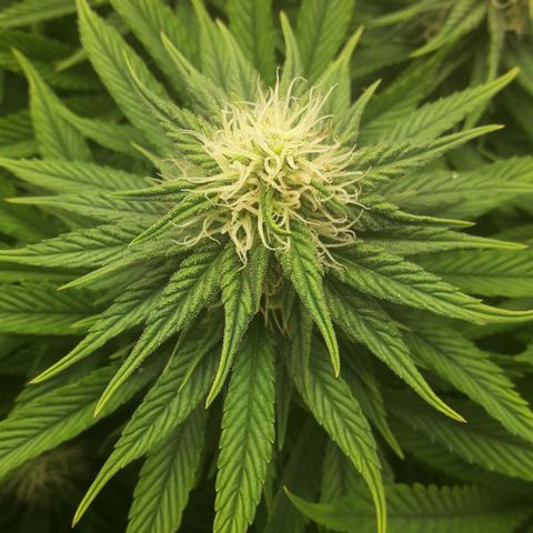 LAC Plant 1 growlog timeline photo