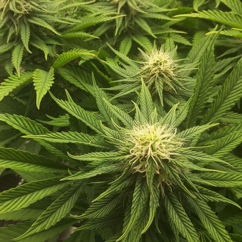 LAC Plant 1 growlog timeline photo