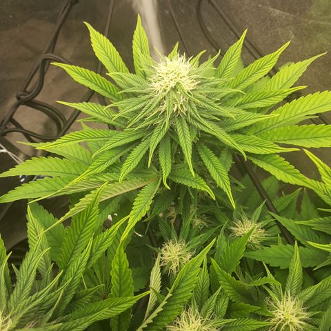 LAC Plant 1 growlog timeline photo