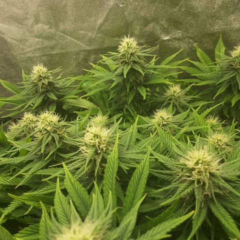 LAC Plant 1 growlog timeline photo