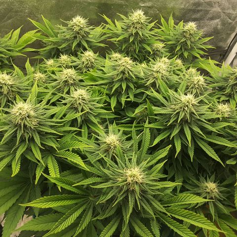 LAC Plant 1 growlog timeline photo